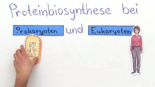 PROTEINBIOSYNTHESE  VERGLEICH VON PROKARYOTEN UND EUKARYOTEN  Biologie [upl. by Pitt]