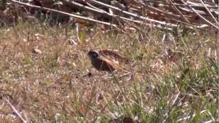 【東京の野鳥】ホオジロ Meadow Bunting [upl. by Ottinger]