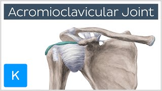 Acromioclavicular Joint  Location amp Function  Human Anatomy  Kenhub [upl. by Nitin]