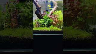 30x30x30 Cube Aquarium [upl. by Hillard]