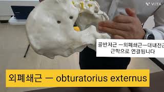 obturatorius externusㅡ외폐쇄근기능약화로 앉을때 좌골 통증 좌골신경통 엉덩이기억상실증의 원인이 될수도 있습니다 대둔근이나 외회전근들의 문제로 요통amp허리과긴장 [upl. by Atahs]