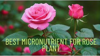 Best micronutrient for Rose plant  how to use it [upl. by Ajin]