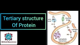 Tertiary Structure of Proteins [upl. by Ainaznat527]