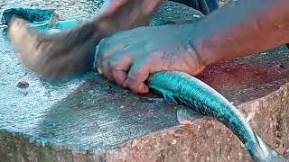 needlefish longnosefishneedlefishcuttingfishcuttingskills fishcutting fishcuttingskill [upl. by Heimer17]