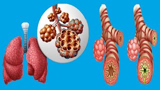 Bronchospasm Causes And Symptoms [upl. by Kissie]