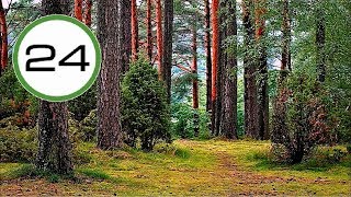 Sonido de BOSQUE🌲🌿 y PÁJAROS🐤 Sin Agua Efecto Relajante para Dormir Estudiar Relajarse y Meditar [upl. by Arenat]