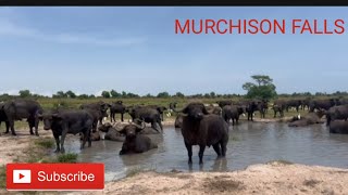 MURCHISON FALLS NATIONAL PARK UGANDA [upl. by Htebasil983]