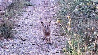 Caccia alla lepre SCOVO SCOVO 🐇🐕🐕 caccia hunting [upl. by Zarla]