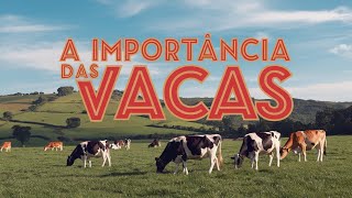 A Importância das Vacas na Agricultura🐄vacas agricultura sustentabilidade raçasdeanimais [upl. by Eiger]