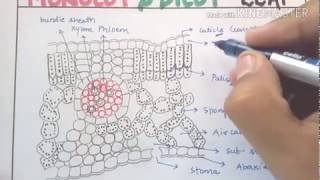 Anatomy of monocot and dicot leaf in detail for NEET AIIMS JIPMER [upl. by Daniele127]