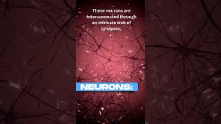 What Are Neurons and How Do They Work neurons nervoussystem brain [upl. by Gabriellia]