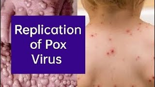 Replication of Pox Virus [upl. by Noxaj]