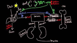 Calcium Metabolism [upl. by Egni193]