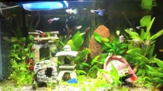 Acquario Poecilidi Guppy Platy [upl. by Jeb575]