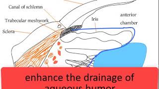 Drugs used in glaucoma Pilocarpine Latanoprost Timolol Apraclonidine mechanism of action [upl. by Notserc631]