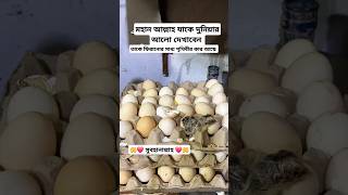 আল্লাহর কুদরতের কারিশমা দেখুন ডিন থেকে কিভাবে বাচ্চা বের হয়। mdzahiradil 2024 november shorts [upl. by Emoryt]