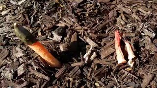 Dog Stinkhorn  Mutinous elegans  5132016  Layout [upl. by Eetak]