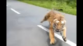 Motorcyclists flee from tiger chasing them in wildlife sanctuary in Kerala India I ABC7 [upl. by Arramahs732]