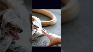 Royal snake refused to bite its owner Most venomous snake in the world sea snake reptiles [upl. by Aihsemek]