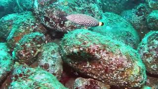 【映像記録】クロフチススキベラと泳ぐ Swim with Whitespotted wrasse [upl. by Rastus]