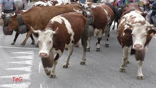 Transumanza di mucche per le vie di Pont Canavese 2019 [upl. by Catto354]