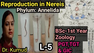 Nereis Reproduction in Nereis EpitokeSwarming amp Fertilization in HeteronereisBSc1st Zoology [upl. by Ybbed]