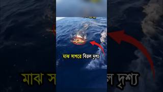 সমুদ্রের মাঝখানে এ ঘটনা না দেখলে বিশ্বাস করা অসম্ভব🤯😳 Mayajaal unknownfacts Sharks viralshorts [upl. by Standice]