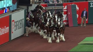 Budweiser Clydesdales circle the field at Busch Stadium [upl. by Aneekat]