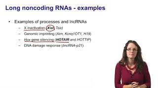 7 Noncoding RNAs long noncoding RNAs introduction [upl. by Honan]