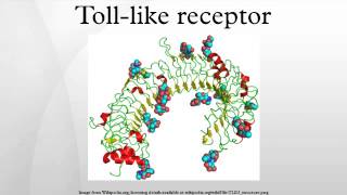 Tolllike receptor [upl. by Rudolph]