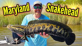 INVASIVE Maryland SNAKEHEAD Fishing with Subsurface Frogs [upl. by Goldin]