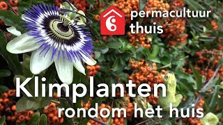 Klimplanten rondom het huis [upl. by Nolrev454]