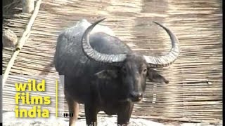 Wild water buffalo Bubalus arnee [upl. by Gascony]