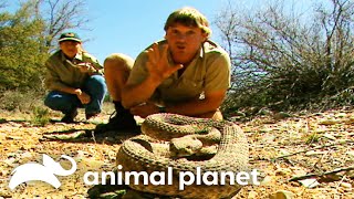 Steve Irwin comes face to face with RATTLESNAKES  Crocodile Hunter  Animal Planet [upl. by Esinal]