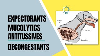 VET PHARMA 2  Expectorants Decongestants amp Antitussives  Module 18 19 Student Output [upl. by Timmi]