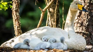 Baby Whooper Swan Living Wildness Nature swan [upl. by Weikert]