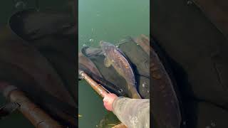 fishing korda catchandrelease kordaofficial fishinglife [upl. by Ettenaej358]