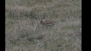 Skowronek śpiew  Eurasian skylark song Alauda arvensis film  zdjęcia video and photos [upl. by Ikila131]