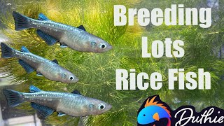 How to Breed Medaka Rice fish Japanese Rice Fish [upl. by Sedicla]