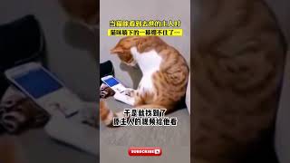 猫咪看到离世主人的视频后，悄悄将头埋向了手机治愈 猫咪 宠物 动物 animals [upl. by Attekram]