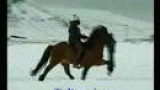 Fast speed racking horsesflying pace Icelandic horses [upl. by Hinda514]