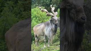 Markhor Capra falconeri  Observed in Description [upl. by Leahcym]