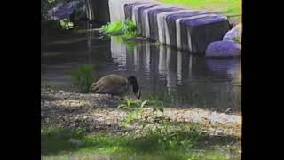 VHS Camcorder Footage 3  060521  New Waterford Park Ohio [upl. by Sessler]