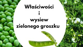 Zielony groszek  właściwości i uprawa [upl. by Hance198]