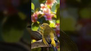 Burung Pleci  Burung Kacamata gacor full isian birdsinging pleci kicaumania [upl. by Ikik]