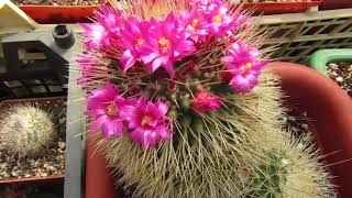 Mammillaria spinosissima cv Un Pico [upl. by Cletis]