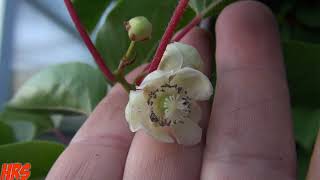 ⟹ ARCTIC KIWI  Actinidia arguta  Second year flowering 2018 Pt2 [upl. by Donaghue]