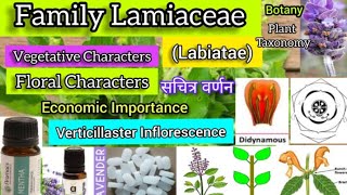 Family Lamiaceae Labiatae Plant taxonomy Plant families [upl. by Lamrouex822]