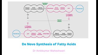 Fatty Acid Synthesis  De Novo Synthesis of Fatty Acids  Biochemistry [upl. by Yelime328]