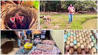 Começando o dia aqui na roça tratando dos peixes e finalizando com um churrasco na cunhada [upl. by Saba]